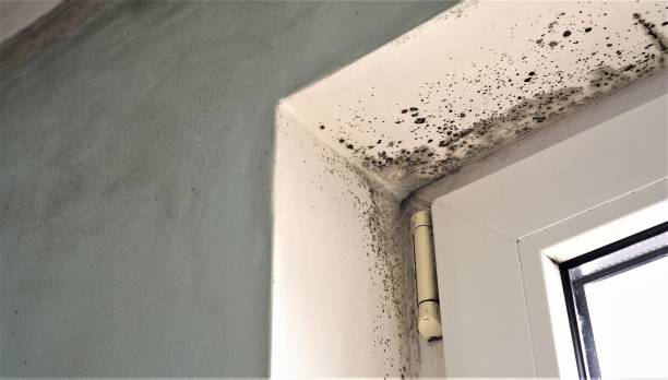 Best Emergency Mold Remediation  in Pearl River, NY
