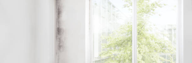 Best Environmental Consulting for Mold Prevention  in Pearl River, NY