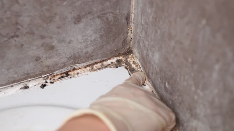 Best Basement Mold Removal  in Pearl River, NY
